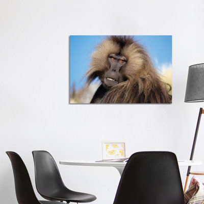 Gelada Against Blue Sky Ethiopia by Mogens Trolle - Wrapped Canvas Print