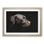 Chocolate Brown Labrador Dog - Picture Frame Graphic Art Print-56708689-56708690