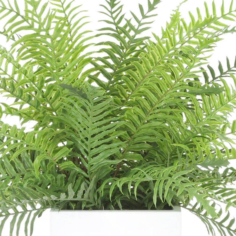 Richas Faux Fern Plant in Fiberstone Decorative Vase