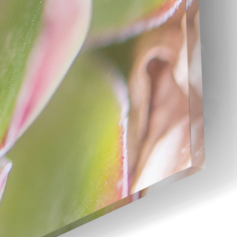 «Succulents 08» par Lightbox Journal, H 12 po x l 12 po x P 0,13 po