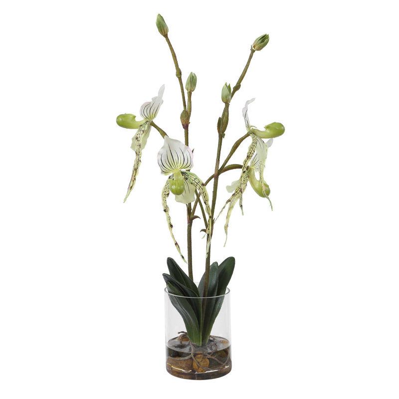 Sabot de Vénus en vase de verre