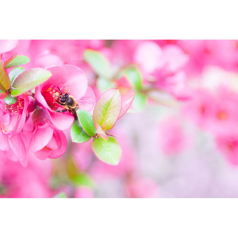 Bee On Pink Flower by Dejan Kolar - Wrapped Canvas Print, 20cm H x 30cm W x 3.8cm D