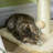129.54cm H Cat Tree