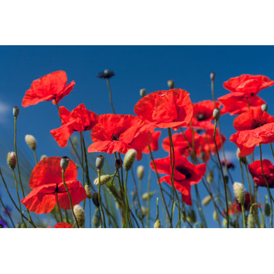 Red Meadow Poppies - Wrapped Canvas Print