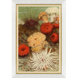 Coral Reef Giclee Print by Soicher Marin Archives
