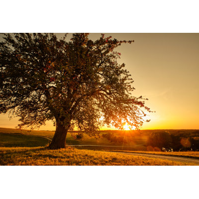 Beautiful Tree - Photographie sur toile tendue