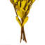 Faux Banksia Plant Preserved