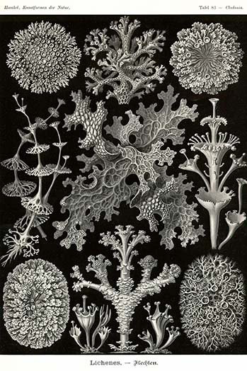 « lichens » par ernst haeky-impression d’art graphique, H 36 po x l 24 po x P 1,5 po