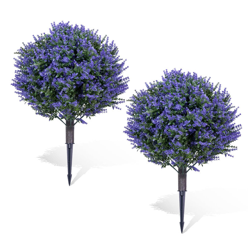 60cm Plant