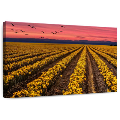 Jonquilles Alvord Skagit Valley