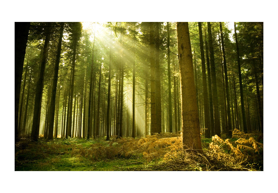 Roll East Urban Home