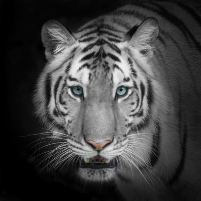 Close-up Of Tiger - Wrapped Canvas Print