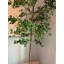 Faux Foliage Tree-778791663