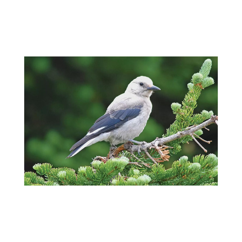 " Clark's Nutcracker " by Brian Wolf, 12" H x 18" W x 1.5" D