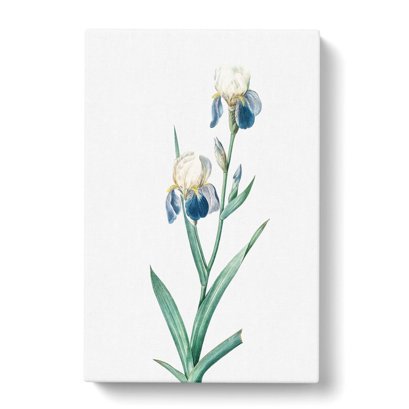 Elder-scented Iris Flowers by Pierre-Joseph Redoute - Wrapped Canvas Painting, 76cm H x 50cm W x 3cm D