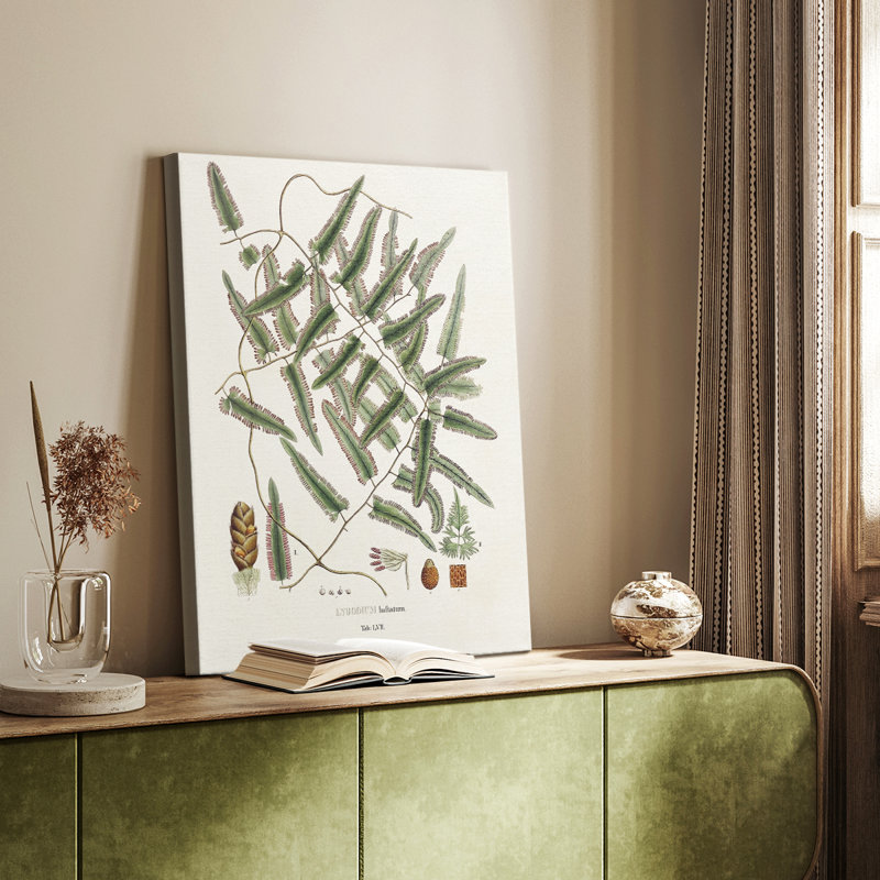 Botanical Society Ferns X - Gallery Cavas, H 27 po x l 18 po