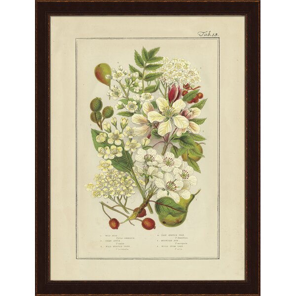 Wendover Art Group 'Wild Fruit II' Framed Graphic Art Print | Wayfair