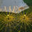 Solar Powered Integrated LED Pathway Light Pack