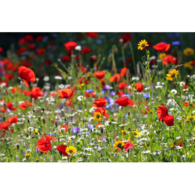 Wildflower Meadow - Wrapped Canvas Print