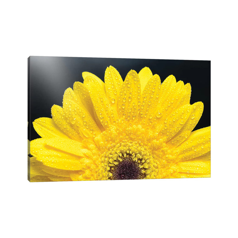 Yellow Gerber Daisy - Wrapped Canvas Print, 66.04 cm H x 45.72 cm W