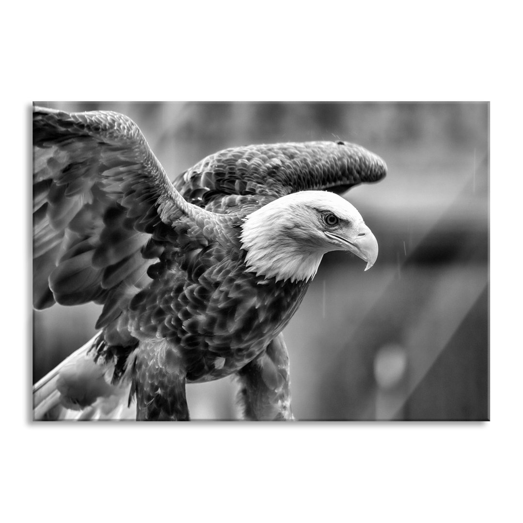 Glasbild Adler