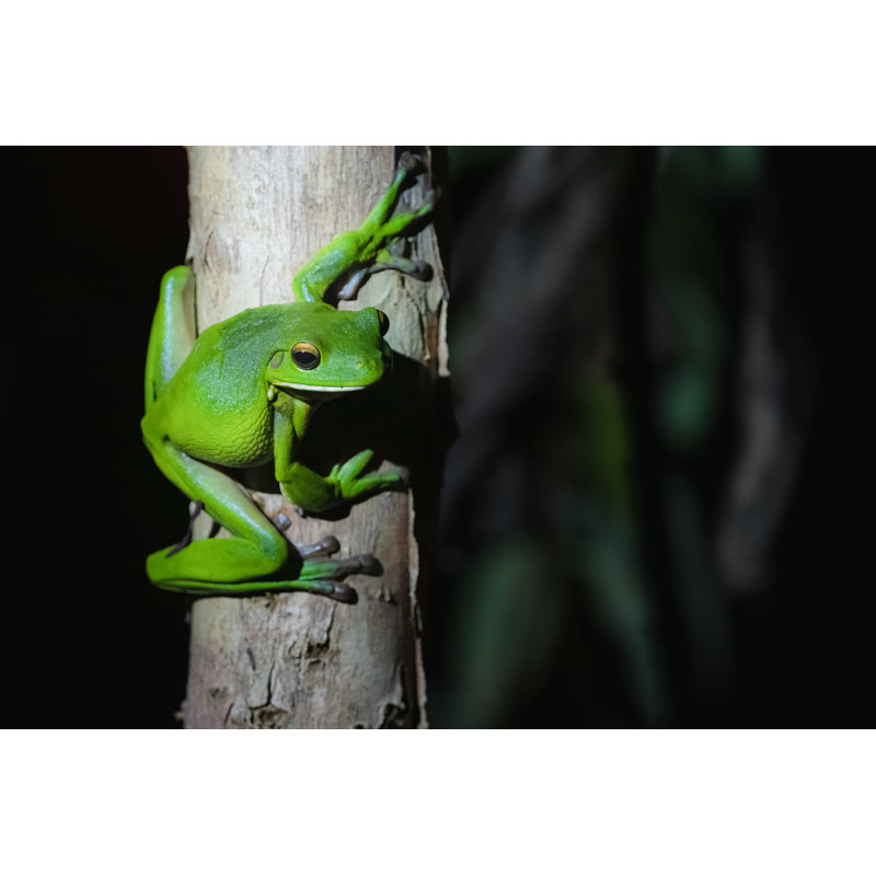 Green Tree Frog, Queensland - Photographie sur toile tendue, L 36 po x H 24 po