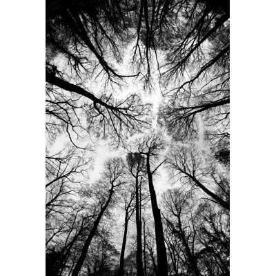 Fall's Treetops - Photographie sur toile tendue