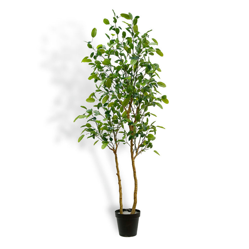 TREE LEMON GROWER 7FT