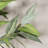 Chantrey 5FT Artificial Eucalyptus Tree for Indoor Home Decor