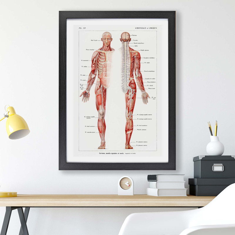 Human Anatomy In French - Single Picture Frame Print, Black, 33cm H x 45cm W x 2cm D