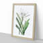 Caribbean Spider lily Flowers by Pierre-Joseph Redoute - Picture Frame Painting Print-55514021-55514018