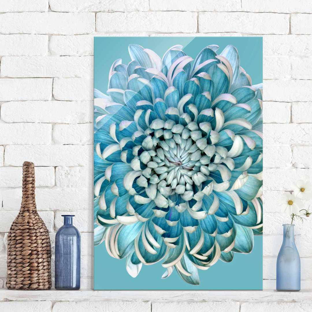 Glasbild Blaue Chrysantheme