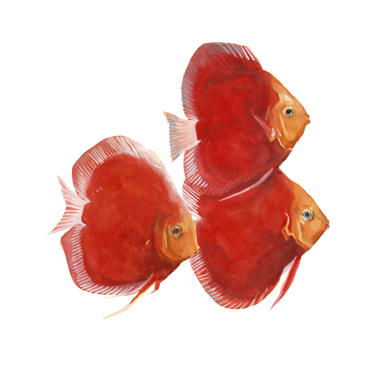 Poisson discus VI, H 12 po x l 12 po x P 1 po