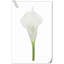 20 pièces de fleurs de lys Calla-945559912
