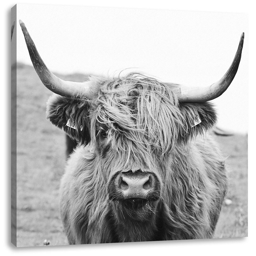 Leinwandbild Highland Cattle Frontal in Schwarz und Weiß