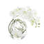 Orchid and Vine Arrangement in Glass Vase-44807563
