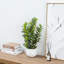 Artificial Plant