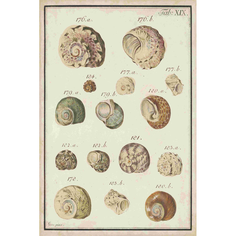 Seashell Synopsis III, H 18 po x l 12 po