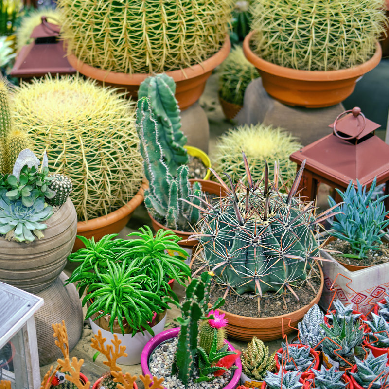 Cacti And Succulents Grow For Sale At The Flower Shop by Andrey Zhuravlev - Wrapped Canvas Print, 30cm H x 30cm W x 3.8cm D