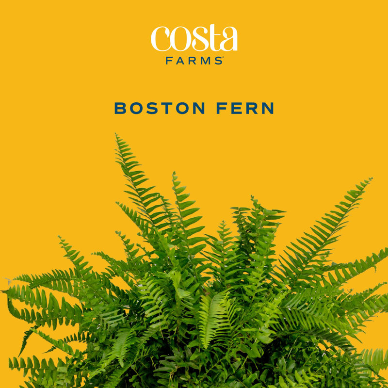 Fern Plant in Pot