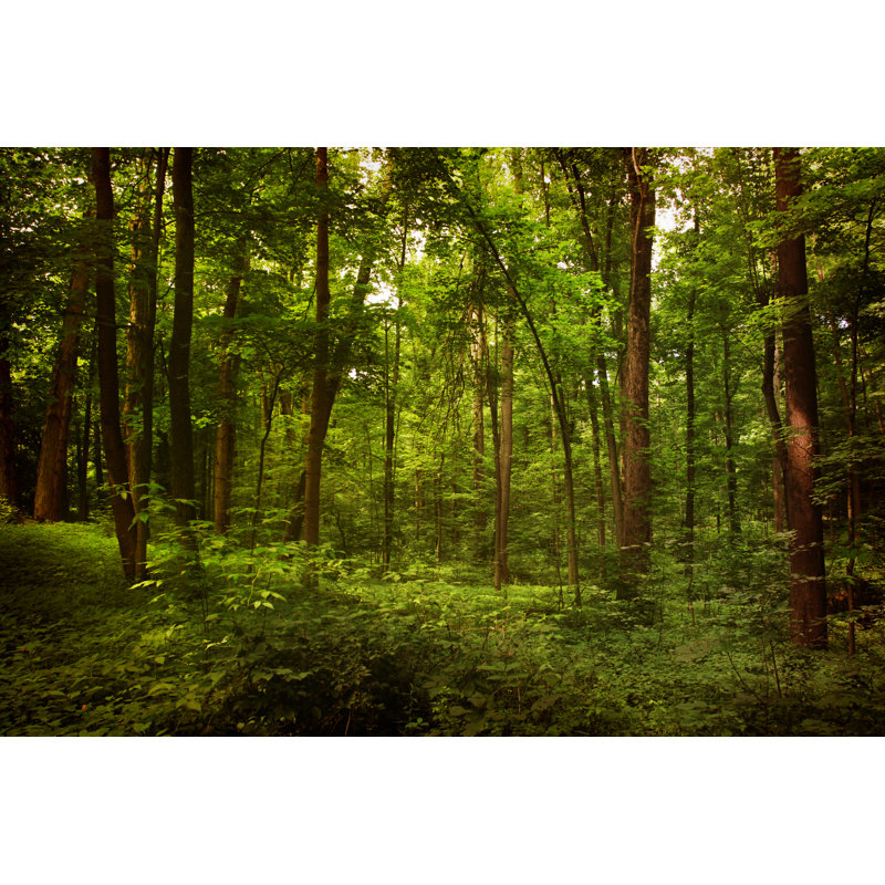 Green Lush Forest 1 Piece Wrapped Canvas Wall Art, 81cm H x 122cm W x 3.8cm D