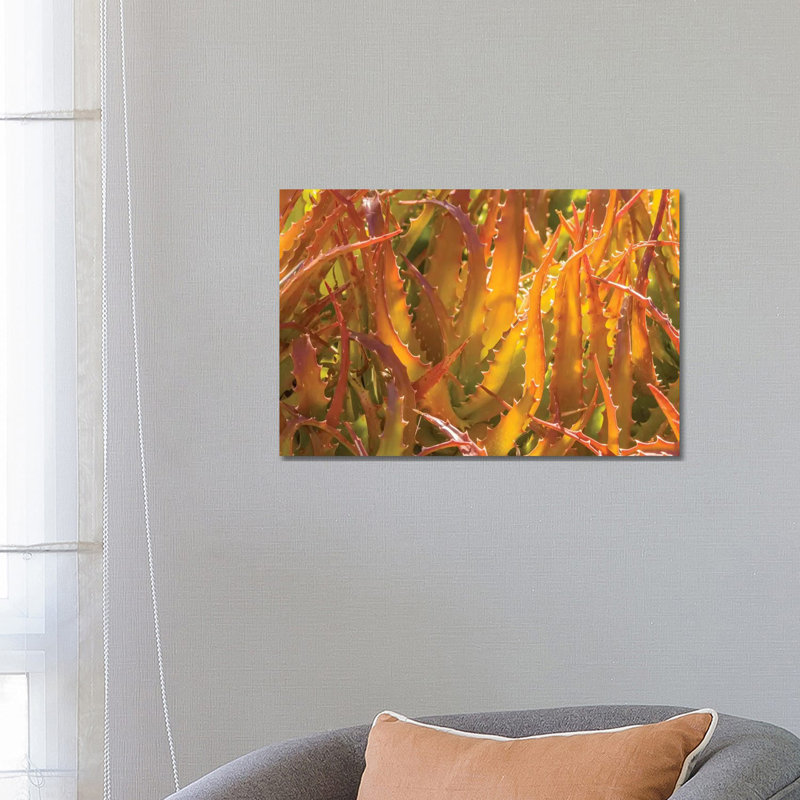USA, Arizona, Desert Botanic Garden. Backlit Agave Cactus. by Jaynes Gallery - Wrapped Canvas Gallery-Wrapped Canvas Giclée