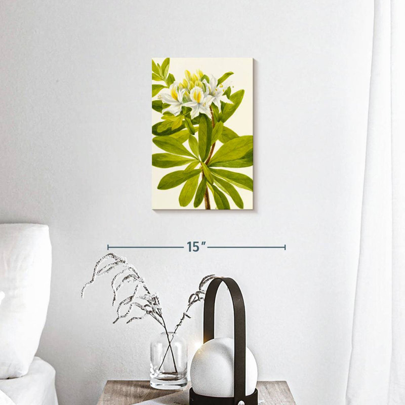 Rhododendron occidental, H 12 po x l 8 po