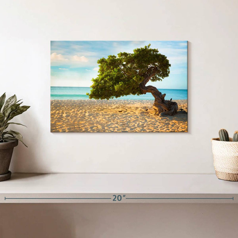 Arbre Gillard Divi-Divi à Aruba, H 8 po x l 12 po