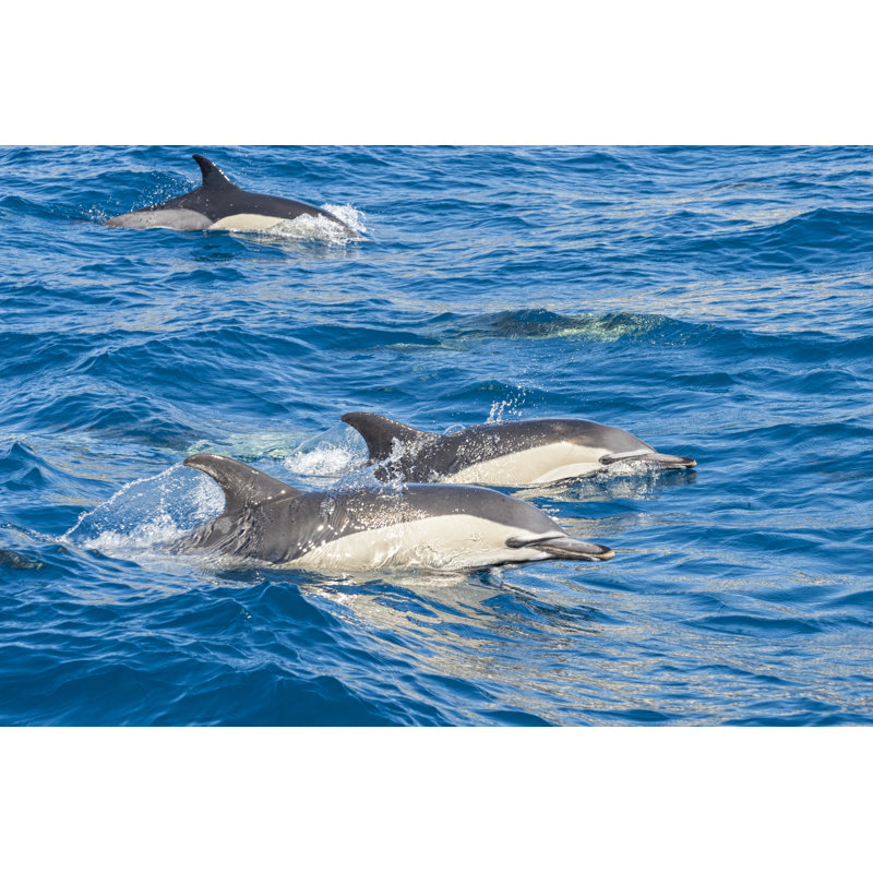 Dolphins In The Ocean - Wrapped Canvas Print, 51cm H x 76cm W x 3.8cm D