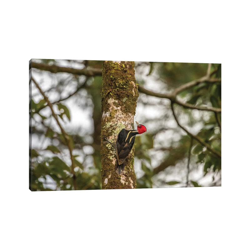 Costa Rica, Arenal. Pale-Billed Woodpecker On Tree. by Jaynes Gallery - Wrapped Canvas Print, 66.04 cm H x 45.72 cm W