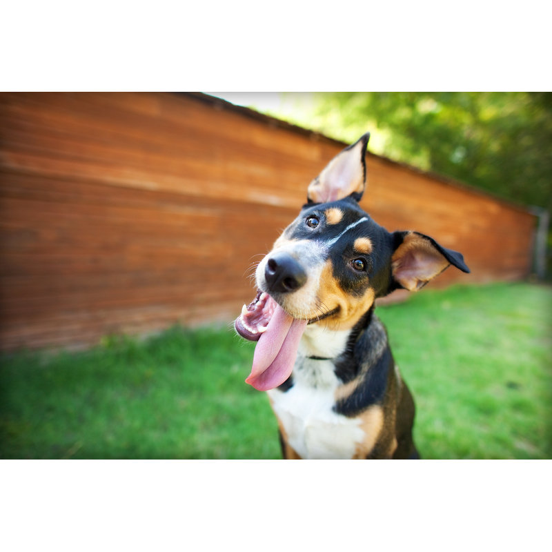 Silly Dog Tilts Head In Front Of Barn by TheDogPhotographer - Wrapped Canvas Print, 12"H x 18"W