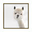 «Peeky Alpaca Square» par Monika Strigel - impression d'art graphique-55977303-55977307-55977313