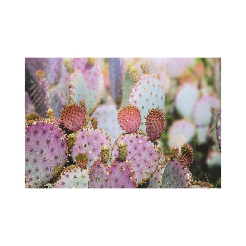 Cotton Candy Cacti by Ann Hudec - Print on Canvas, 66.04cm H x 101.6cm W x 3.81cm D, Wrapped Canvas