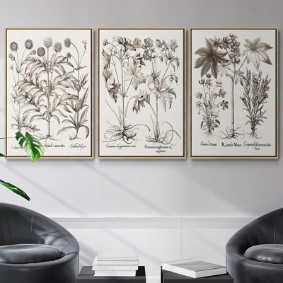 " Sepia Besler Botanicals IV " 3 - Pieces